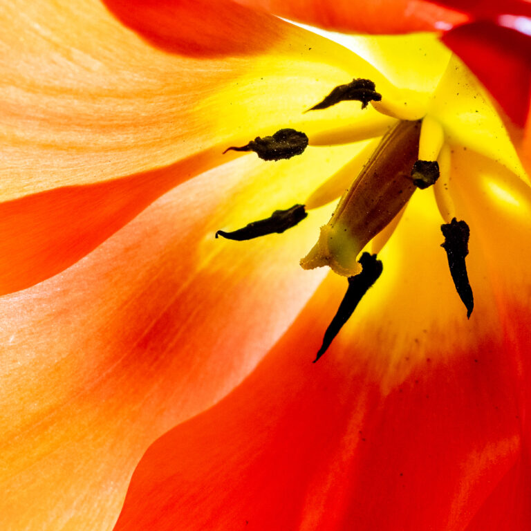 fleurs couleurs nature