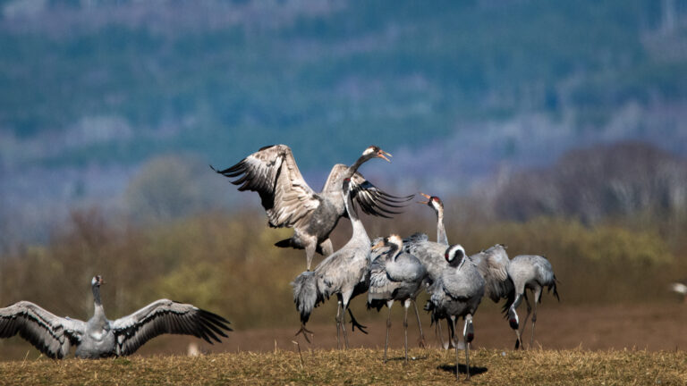 grues cendrées Norvège (15)