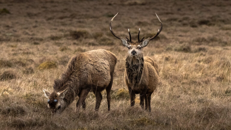 scotland 2026 (21)